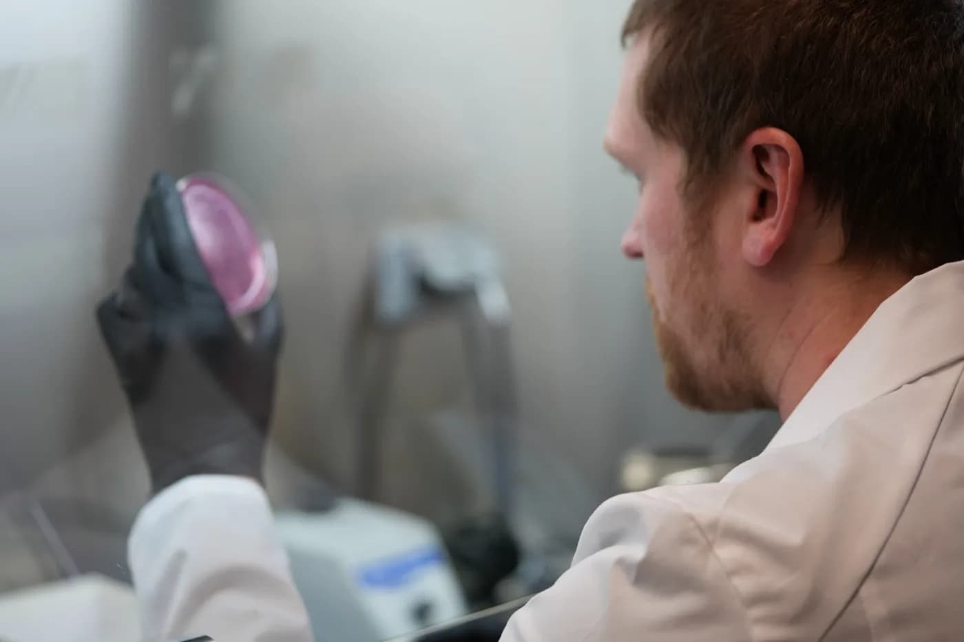 Laboratory technician examining a culture plate