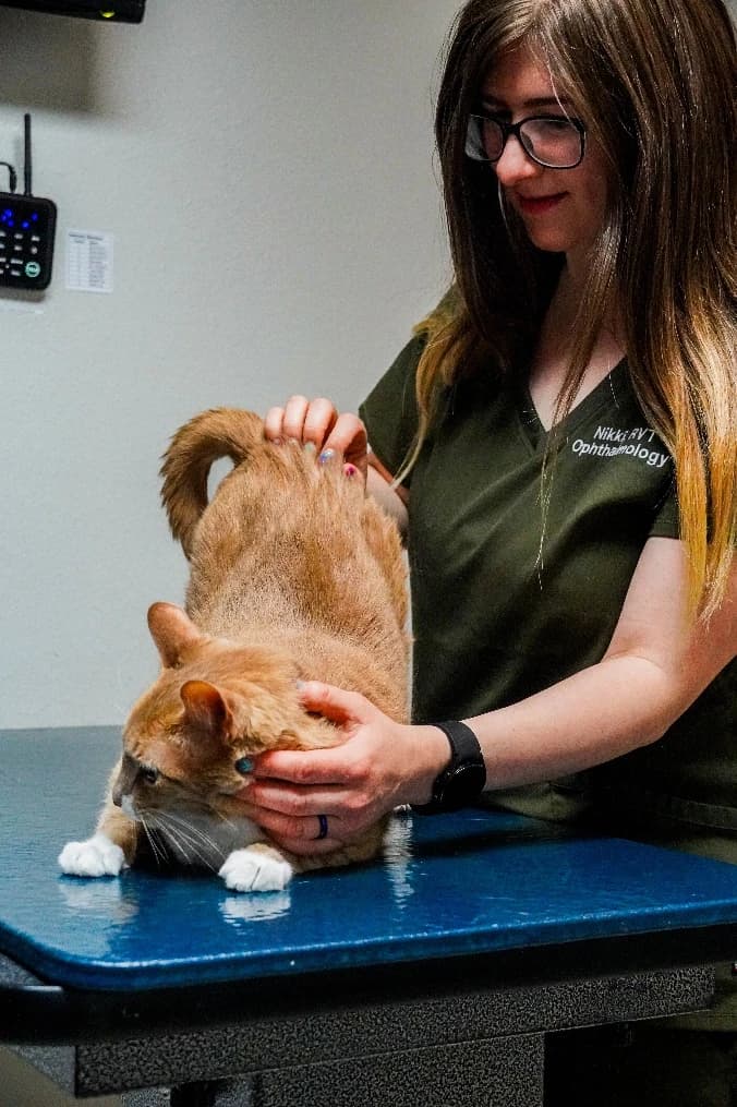 A dog receiving an eye examination at the clinic
