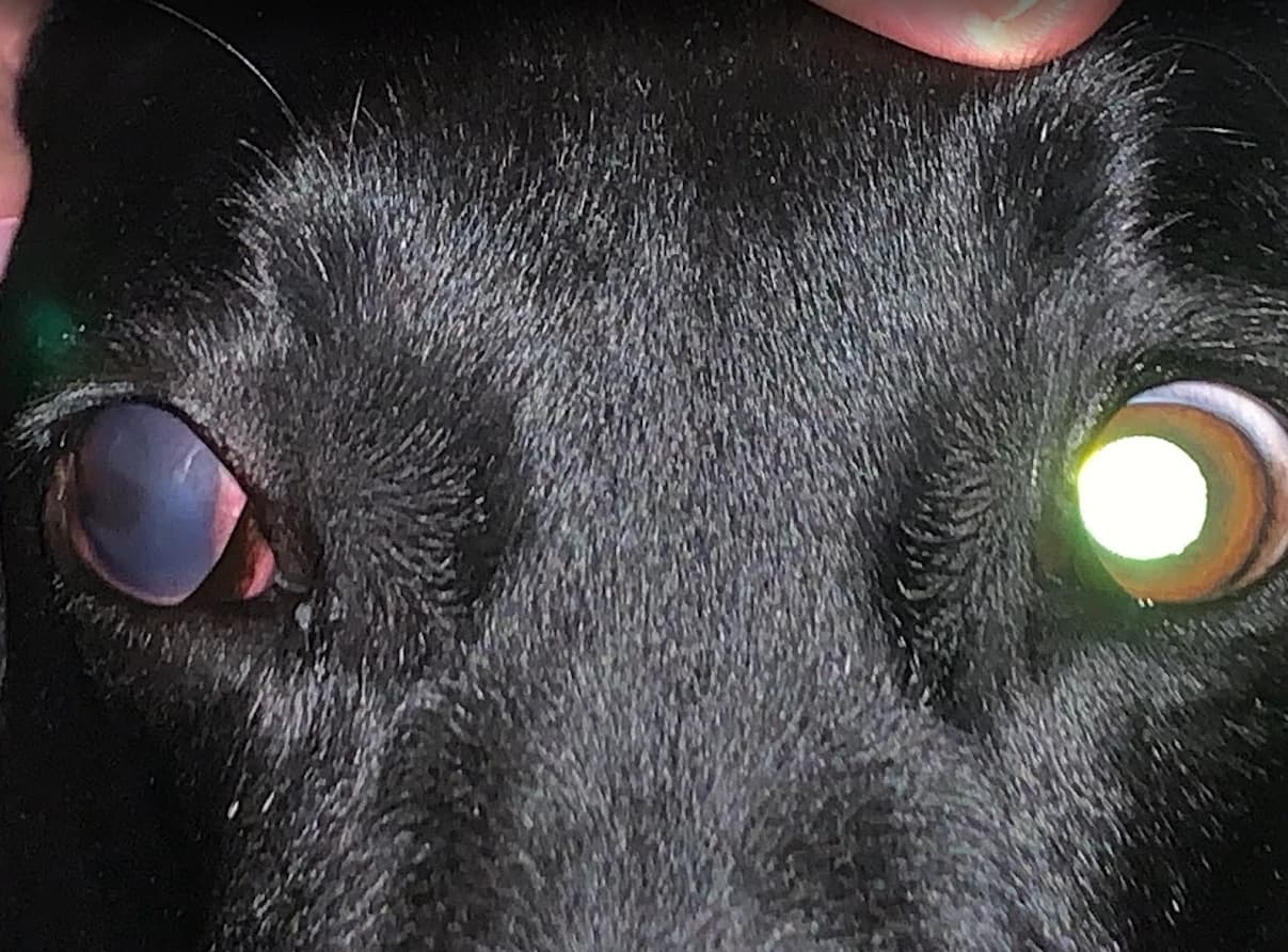 Dog with cloudiness in one eye.