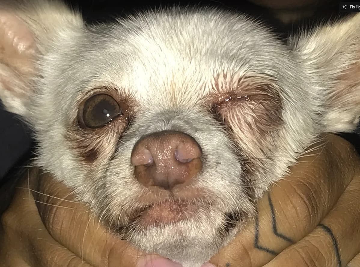 Small dog with one eye held closed.