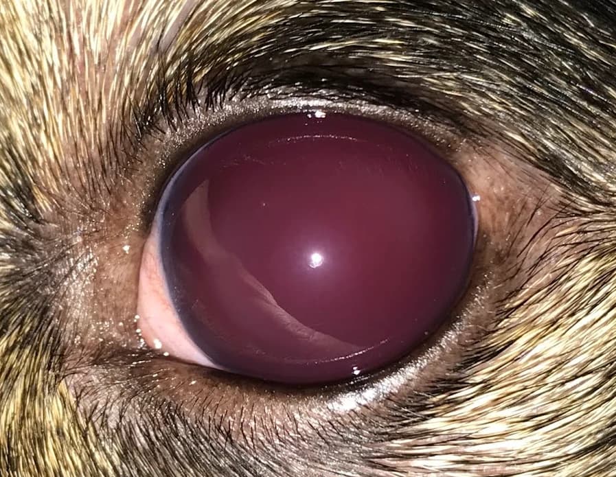 Close-up of an animal’s red eye.