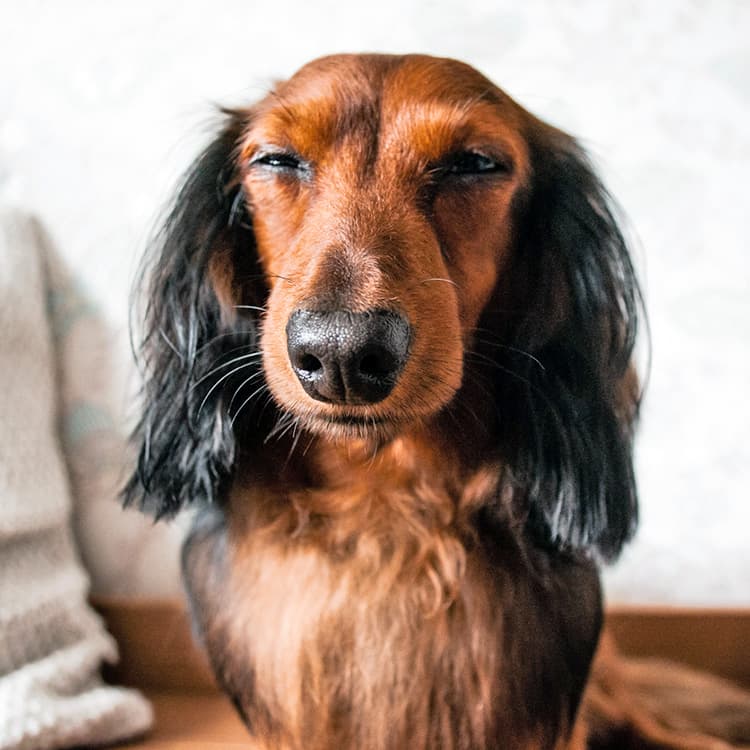 Dachshund squinting both eyes.