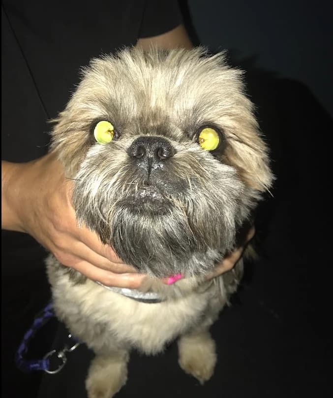 Dog undergoing evaluation for sudden blindness.