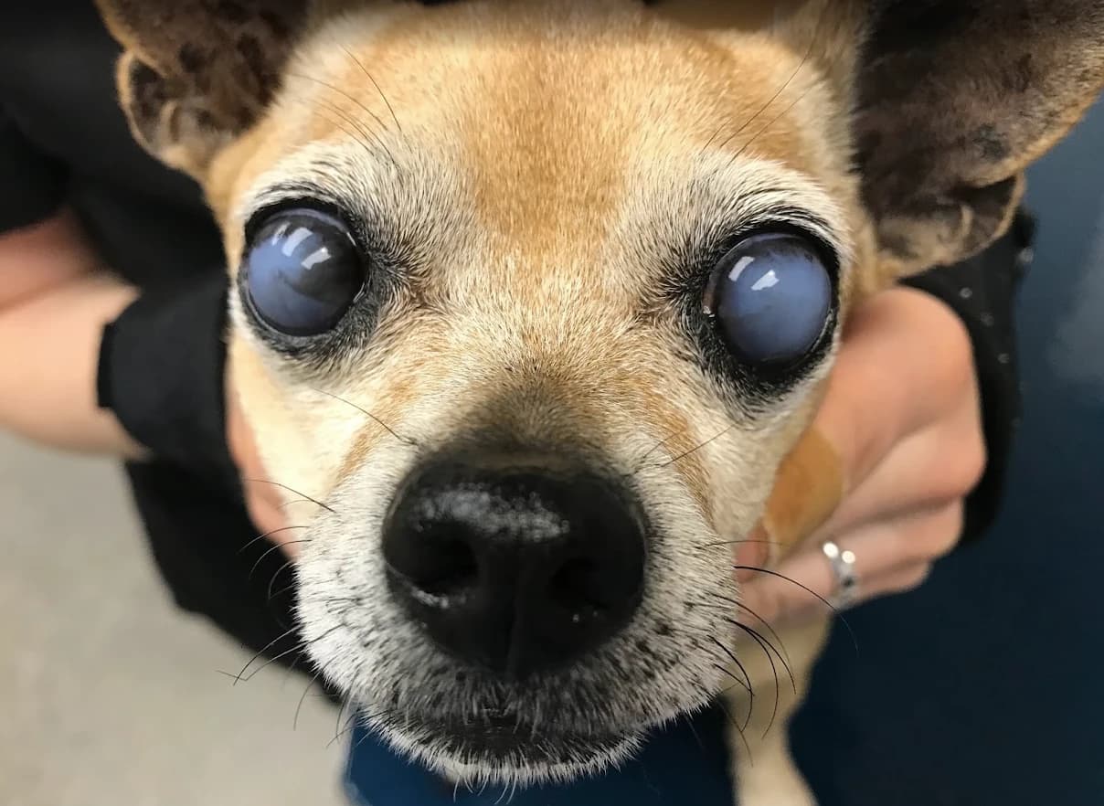 Dog with cloudiness in both eyes.