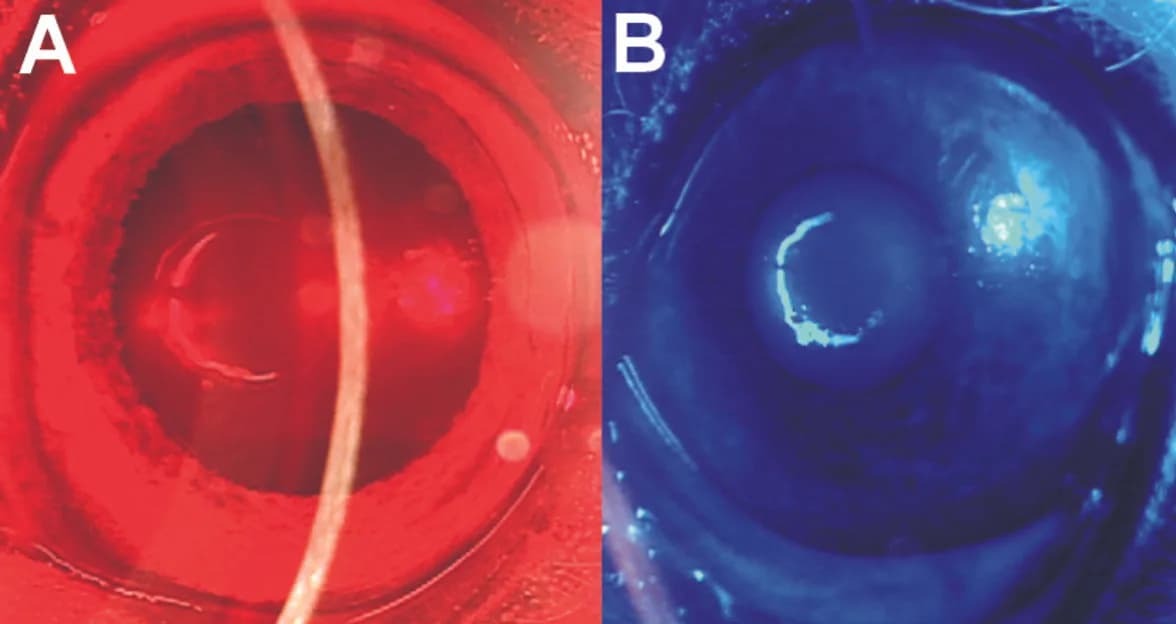 Pupil responses of a dog’s eye under red light (A) and blue light (B)
