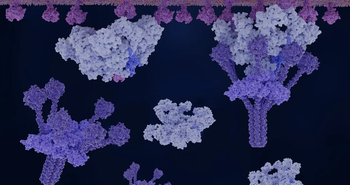 Illustration of complement proteins activating on a cell membrane