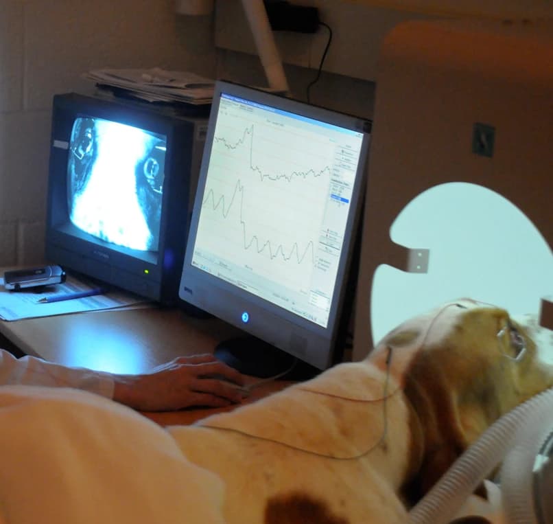 Electroretinography equipment recording retinal responses