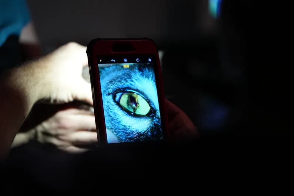 A close-up view of a cat’s eye on a handheld imaging screen