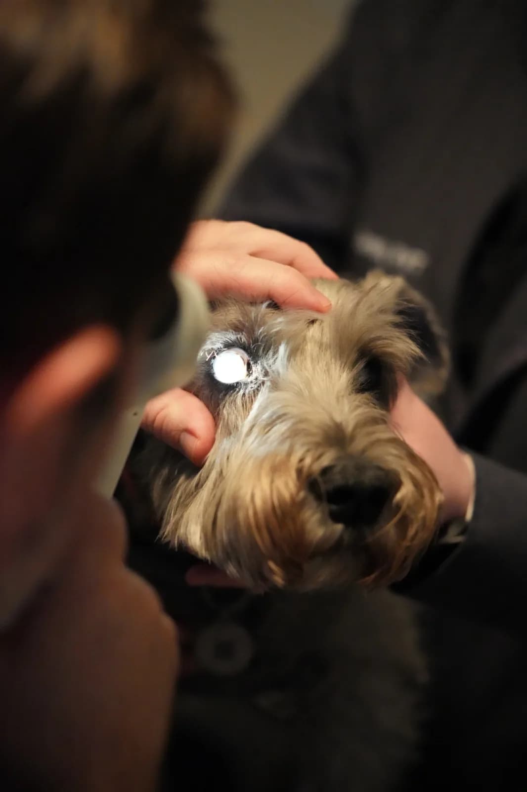A dog having its eye examined with a portable slit lamp