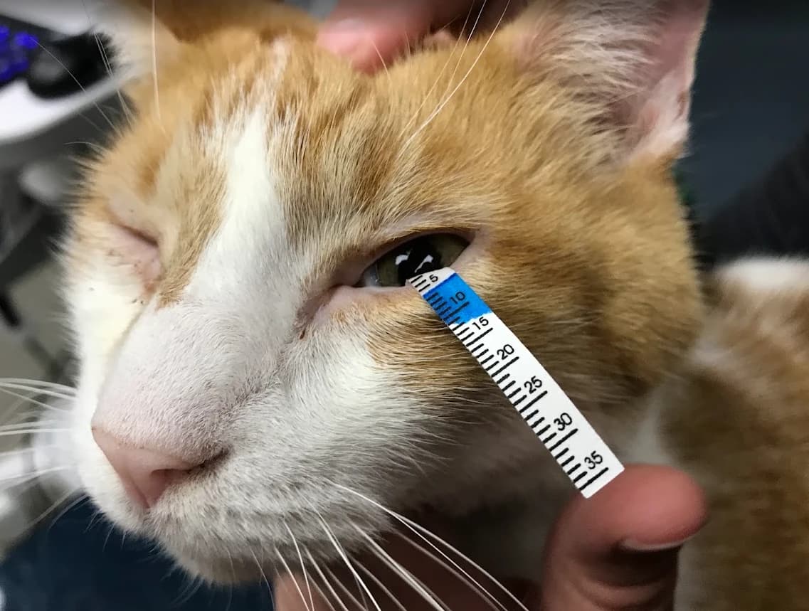 A cat undergoing a Schirmer tear test