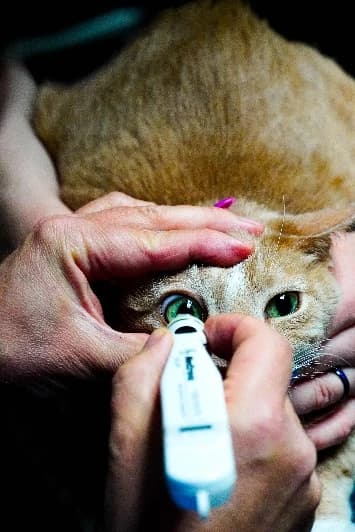 Measuring a cat’s eye pressure with a tonometer