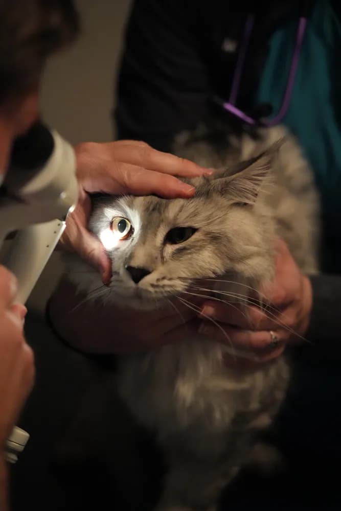 Examining a cat’s eye with a portable slit lamp
