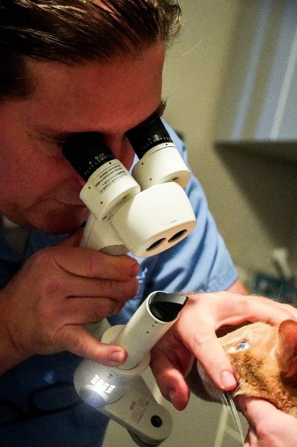 A veterinarian examining a dog’s eye with a slit lamp