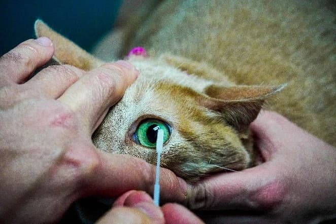 A cat receiving an eye examination