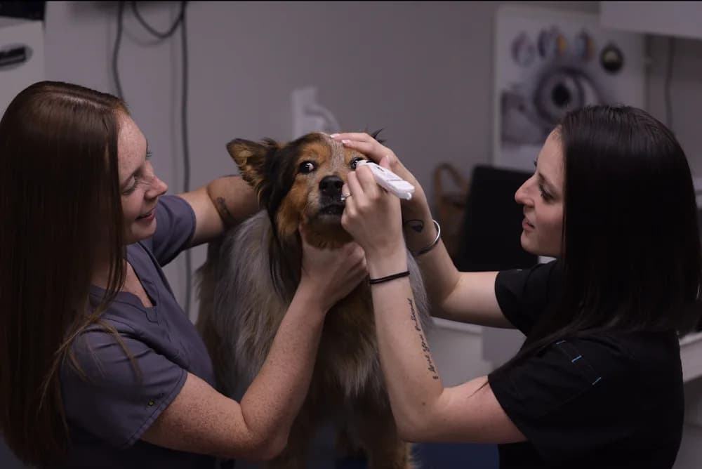 Clinic team measuring a dog’s eye pressure