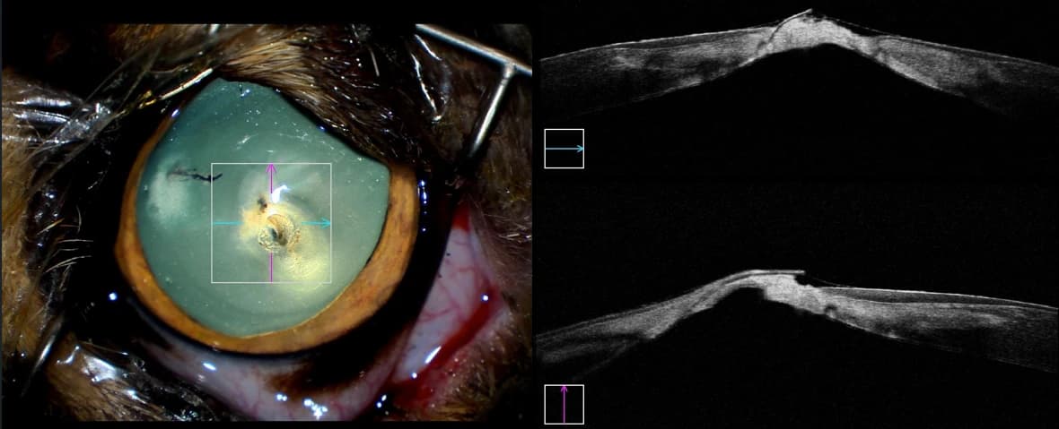Clinical eye photograph and imaging of the cornea