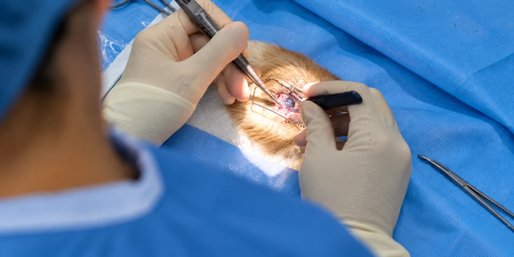 A veterinary surgeon performing an orbital procedure