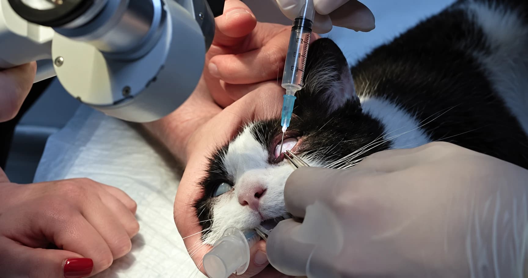 A cat undergoing a tear-duct procedure