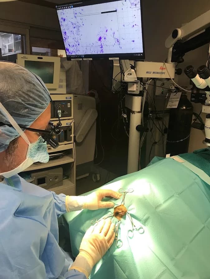 A surgeon performing third eyelid surgery