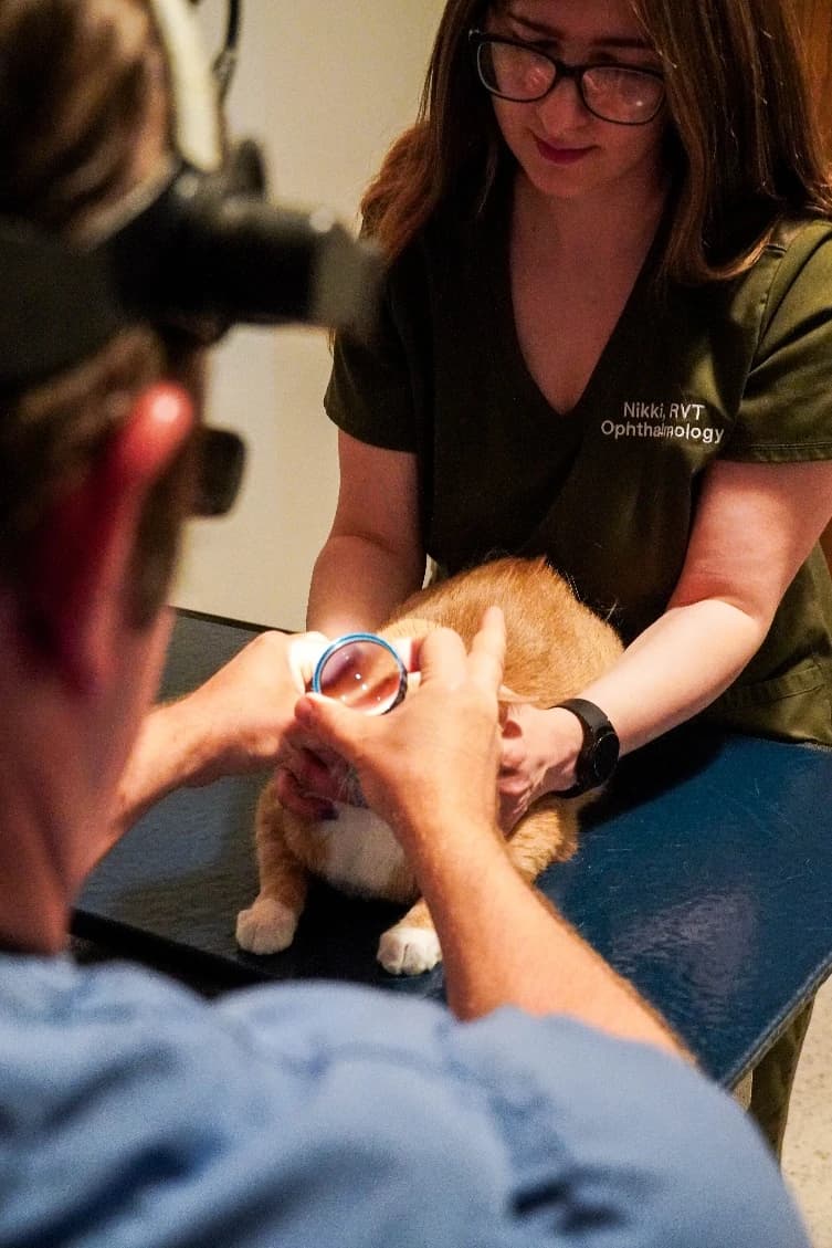 A veterinary team caring for a dog during an eye examination