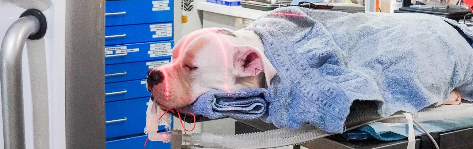 An anesthetized dog positioned for cone-beam CT imaging with red alignment lasers across the head
