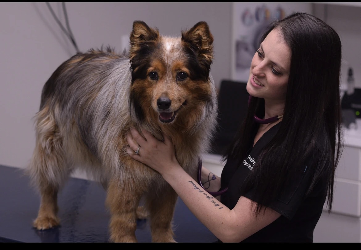 A clinic team member with a Shetland sheepdog