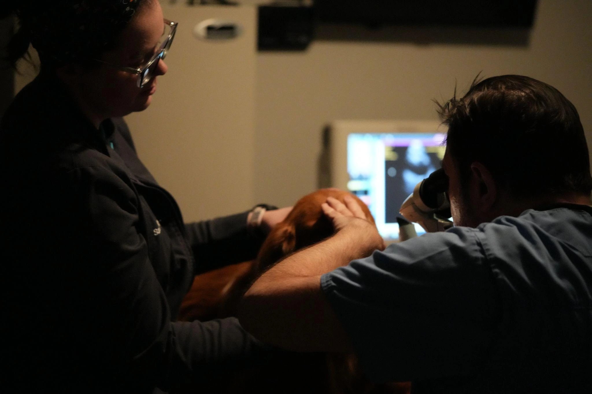 Veterinary team examining a dog’s eye