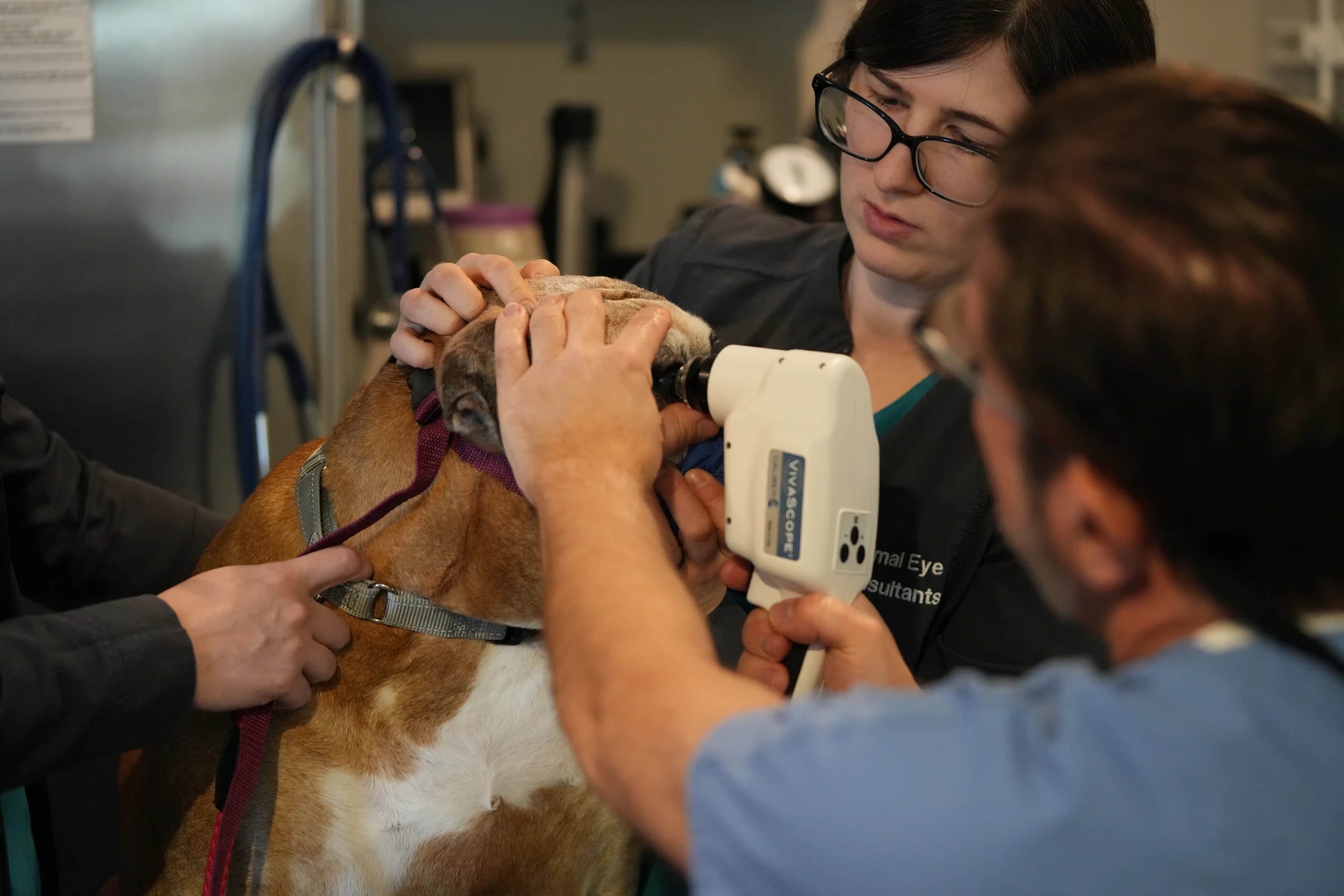 Veterinary team performing confocal imaging